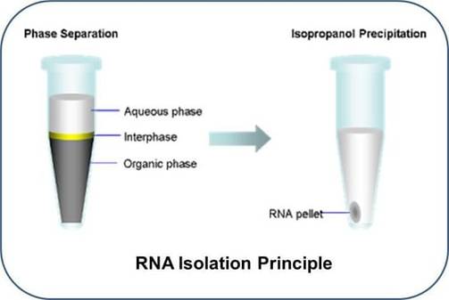 RNA Isolation protocol